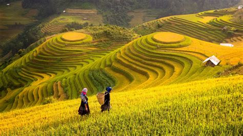  Harvesting Hope: Stories from Vietnam's Rice Fields - A Poetic Journey Through Agriculture and Resilience